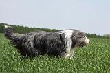 BEARDED COLLIE 245
